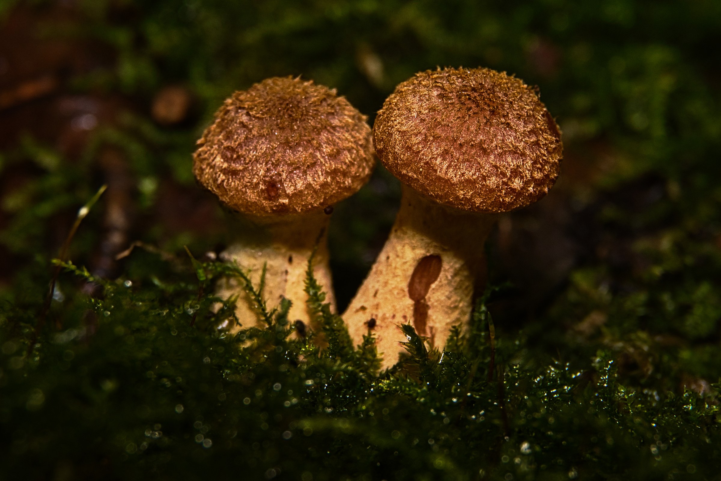 This captivating fine-art print captures the ethereal beauty of two mushrooms nestled in a mossy forest floor. The soft, diffused lighting enhances the rich, earthy tones, creating a perfect balance of mystery and serenity. The composition, with its symmetrical arrangement and soft focus, draws the viewer into the scene, evoking a quiet solitude of a forest. This print's aesthetic appeal lies in its ability to transport viewers to a tranquil woodland retreat, making it an ideal focal piece for a living room or a executive office, where it can inspire a sense of calm and natural beauty.