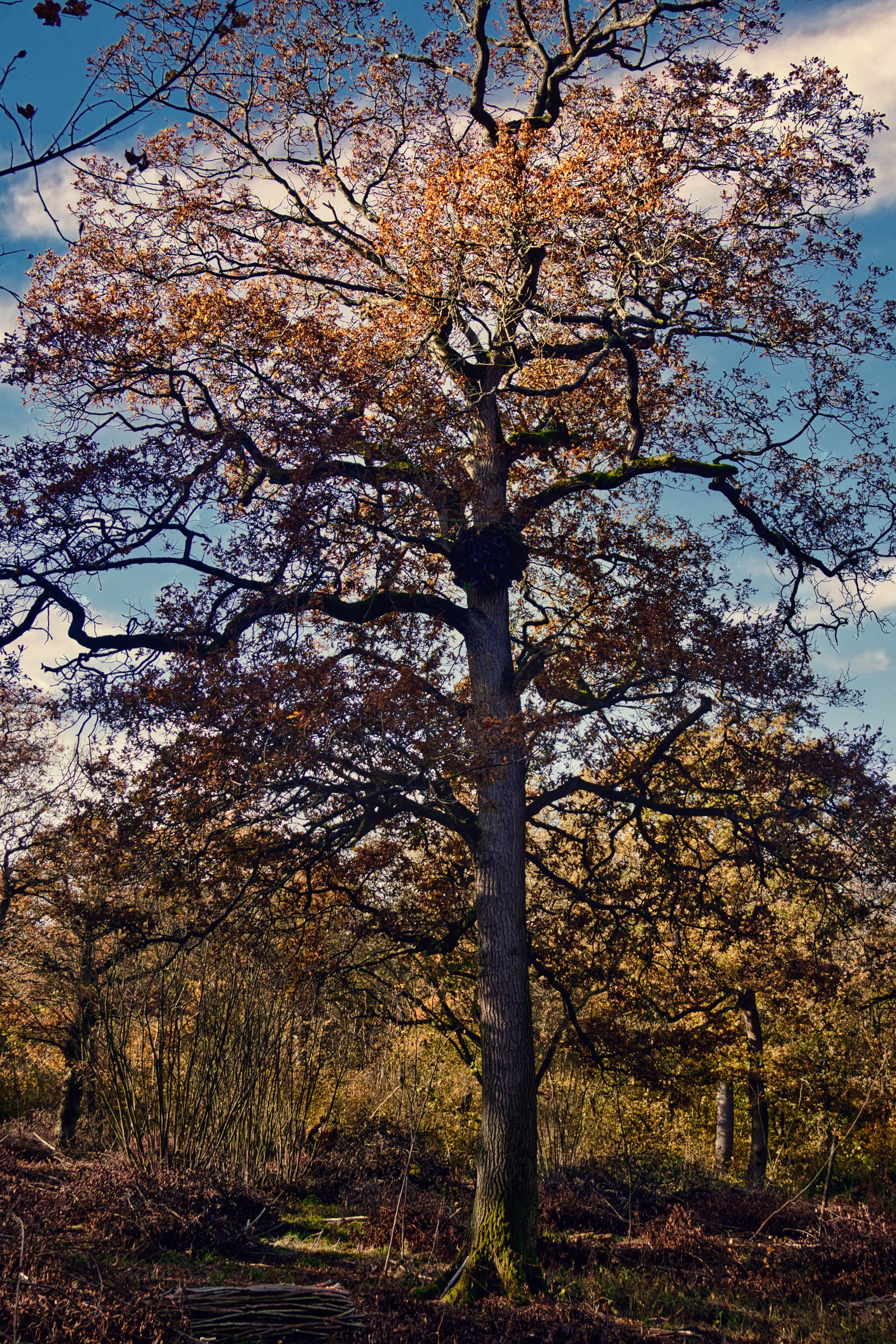 This photograph captures the serene beauty of an autumnal forest, where the golden hues of the leaves contrast beautifully against the deep blue sky. The composition is centered around a majestic oak tree, its branches reaching out to the heavens, creating a perfect focal point. The interplay of light and shadow adds depth and dimension, making this piece a perfect addition to any modern or traditional interior. Whether displayed in living room as a a focal piece or in an executive office to inspire calm and focus, this artwork brings the tranquility of nature indoors.