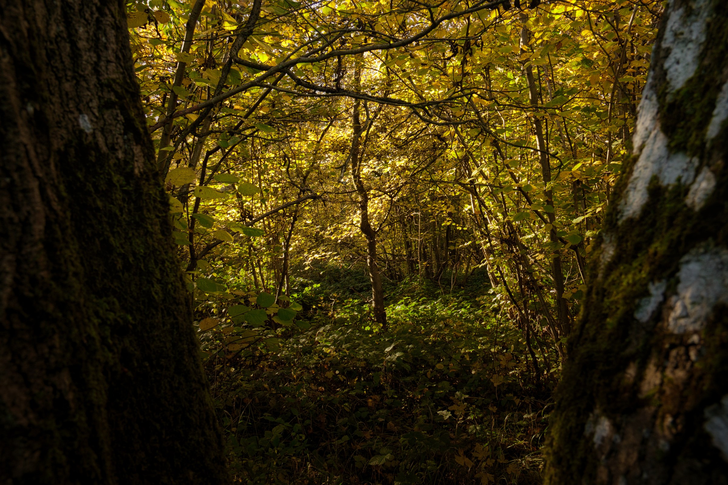 This photograph captures the tranquil beauty of a forest in moment the sun filters through the golden leaves, creating a perfect interplay of light and shadow. The composition, framed by the textured bark of the trees, draws the viewer into the serene heart of nature. The rich, warm tones of the foliage and the soft, diffused light evoke a feeling of peace and tranquility. This image is ideal for a living room as a focal piece, or for the executive office as a backdrop to inspire calm and focus.