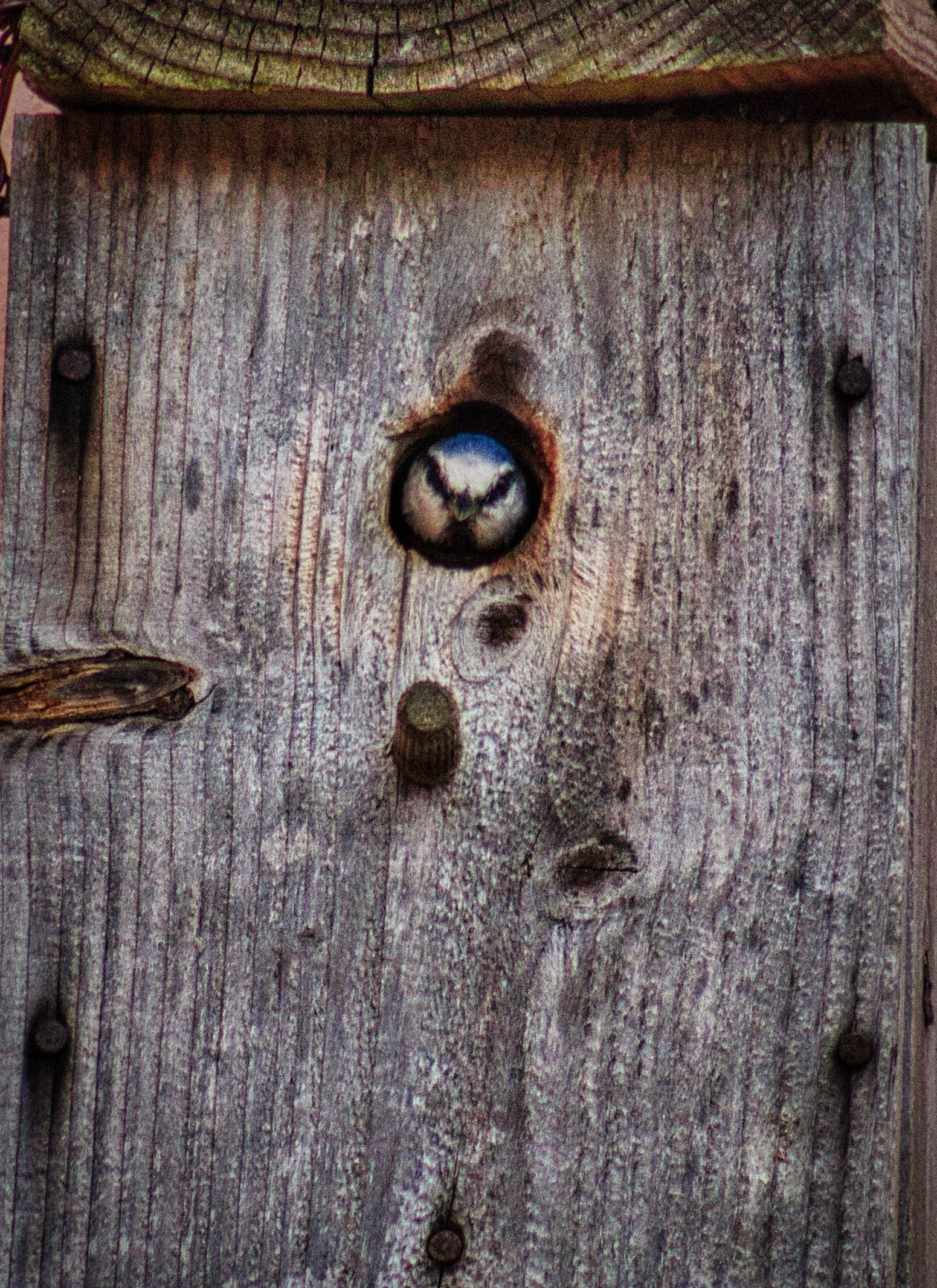 This captivating photograph captures the serene beauty of a bird peeking out from a entrance of a rustic wooden birdhouse. The interplay of natural textures and the soft, diffused light creates a perfect harmony, evoking a tranquility of nature. The composition, with the birdhouse's weathered wood and the bird's curious eyes, invites viewers to pause and reflect. This image is ideal for wall decor in spaces that embrace a natural and serene aesthetic, such as a living room focal piece or an executive office that aims to inspire calm and focus.