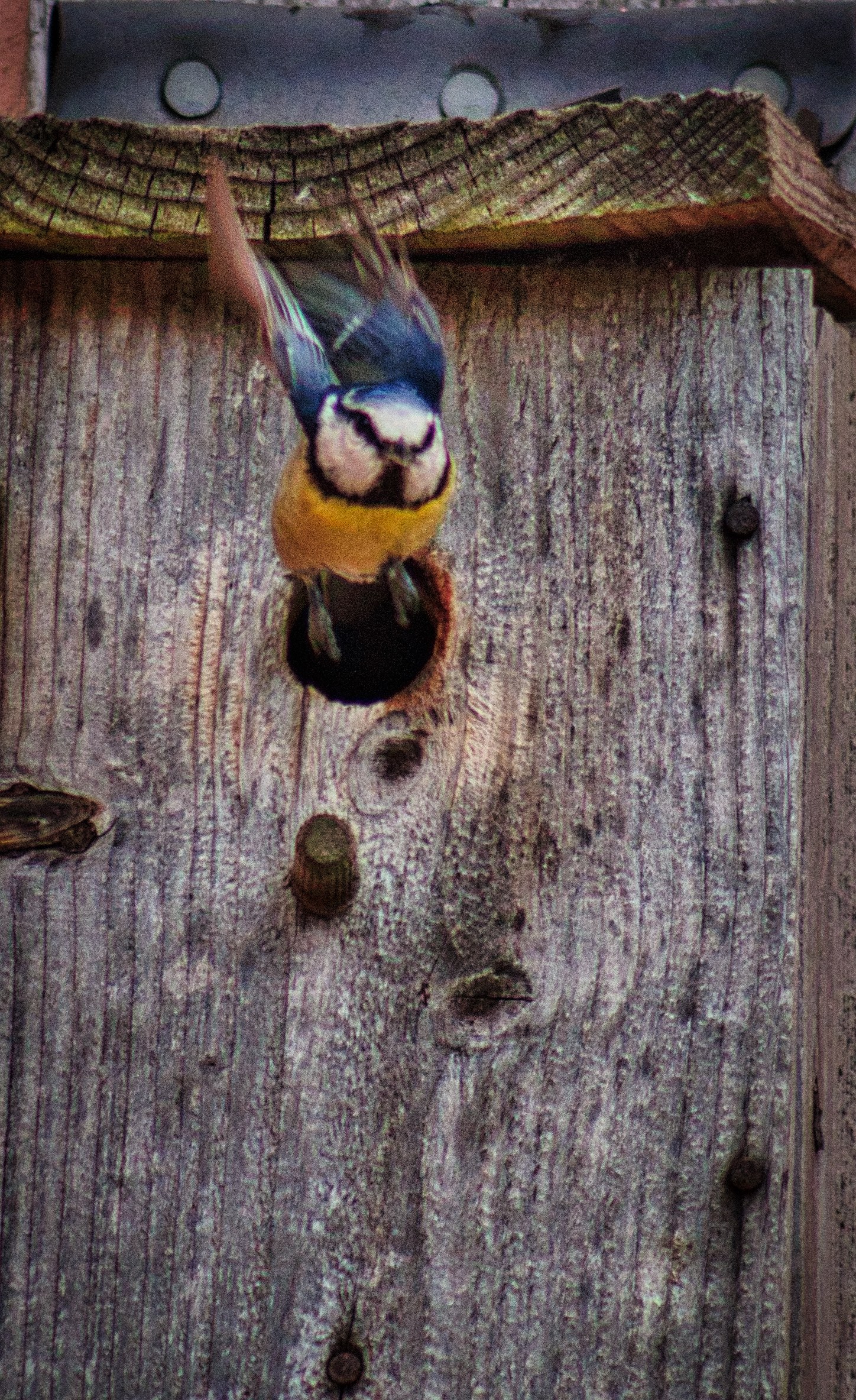This photograph captures the serene moment of a blue tit bird as it perches on the edge of a wooden birdhouse, its vibrant blue and yellow plumage contrasting beautifully with the rustic texture of the wood. The soft, natural lighting enhances the bird's delicate features and the rough, organic lines of the wood, creating a perfect balance of nature and art. The composition, with the bird slightly off-center, adds a dynamic element of movement, making it a perfect focal point for any living room or executive office. Hang it in a corner of your living room to bring a touch of nature and tranquility into your home, or in wall of your office to inspire calm and focus.
