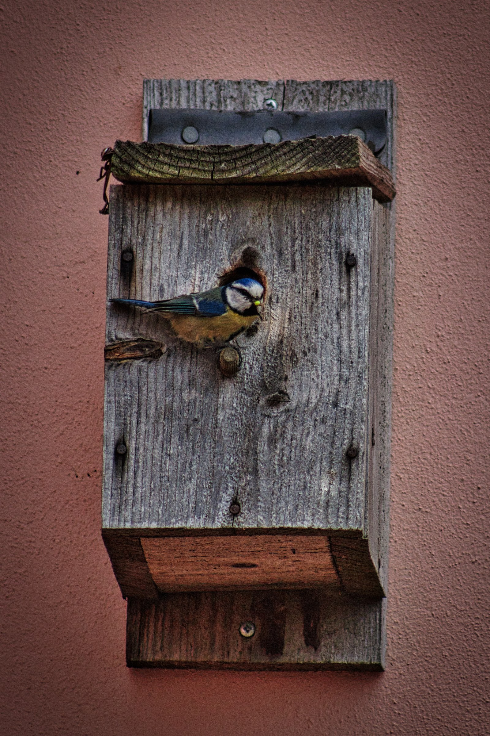 This beautifully crafted birdhouse wall art captures the essence of nature's tranquility, featuring a charming blue tit perched on its rustic wooden perch. The soft pink wall backdrop enhances the natural tones, creating a perfect balance of warmth and serenity. The composition, with its subtle lighting and rich textures, invites viewers to pause and appreciate the simple beauty of wildlife. Ideal for a living room focal piece, it adds a touch of nature to any executive office or modern gallery wall, making it a conversation starter and a perfect addition to any home or office decor.
