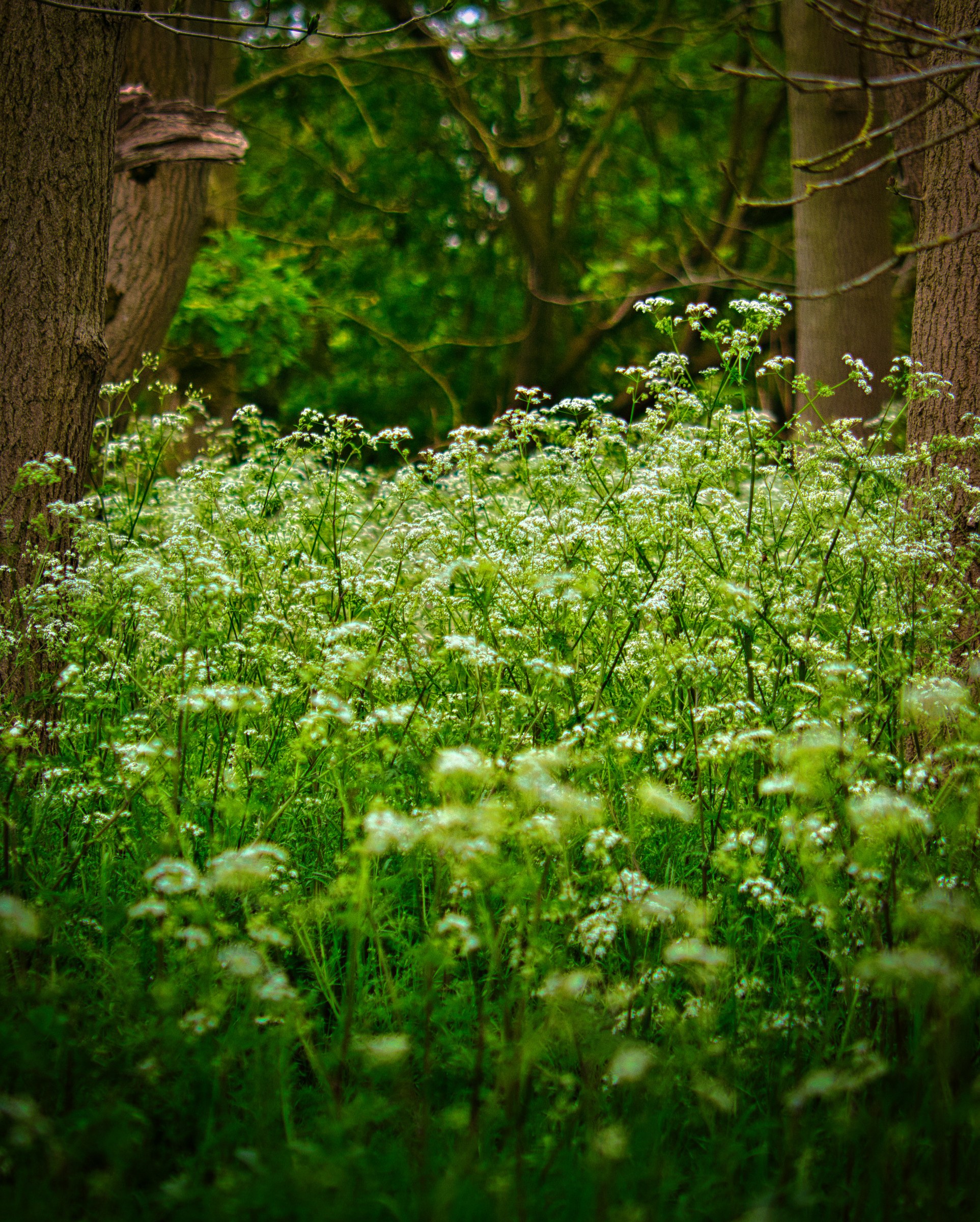 This enchanting fine-art print captures the serene beauty of a forest floor, where delicate white flowers bloom amidst lush greenery. The soft, diffused lighting enhances the tranquil mood, inviting viewers to feel as if they are walking through the woods. The composition, with its focus on the foreground flowers and the blurred background, creates a perfect balance of depth and detail. This aesthetic appeal lies in its natural simplicity and the subtle interplay of light and shadow, making it a ideal focal piece for a living room or a perfect addition to an executive office's gallery wall.
