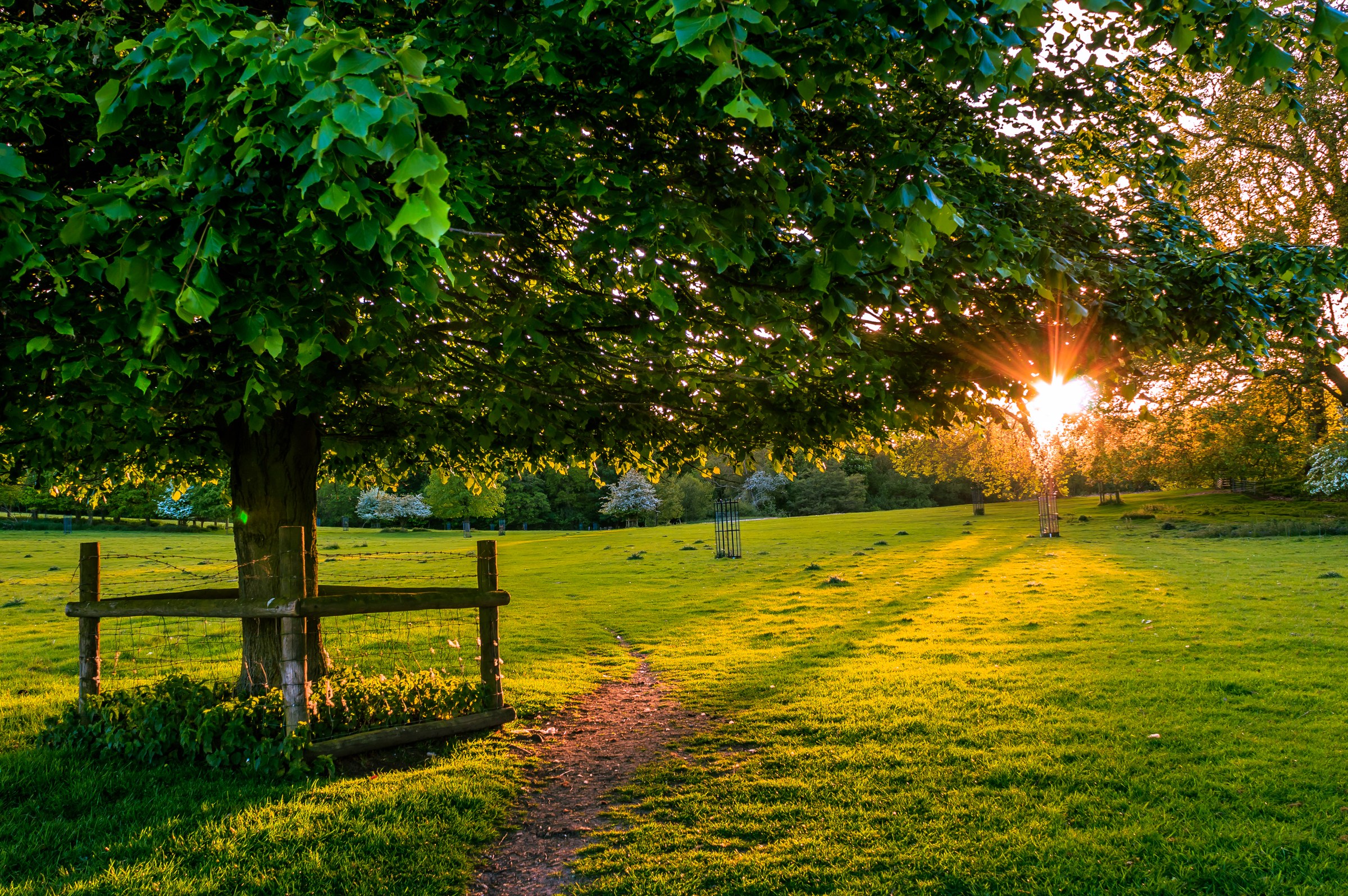 Capture the essence of tranquility and natural beauty with this stunning photograph of a sunset bench under a tree. The warm golden hues of the setting sun create a magical atmosphere, while the lush greenery and well-composed path lead the eye to the inviting bench. This image exudes a perfect balance of serenity and warmth, making it an ideal focal piece for any living room or a executive office. Hang it in wall to infuse your space with a calming and inspiring ambiance of a peaceful evening in nature.