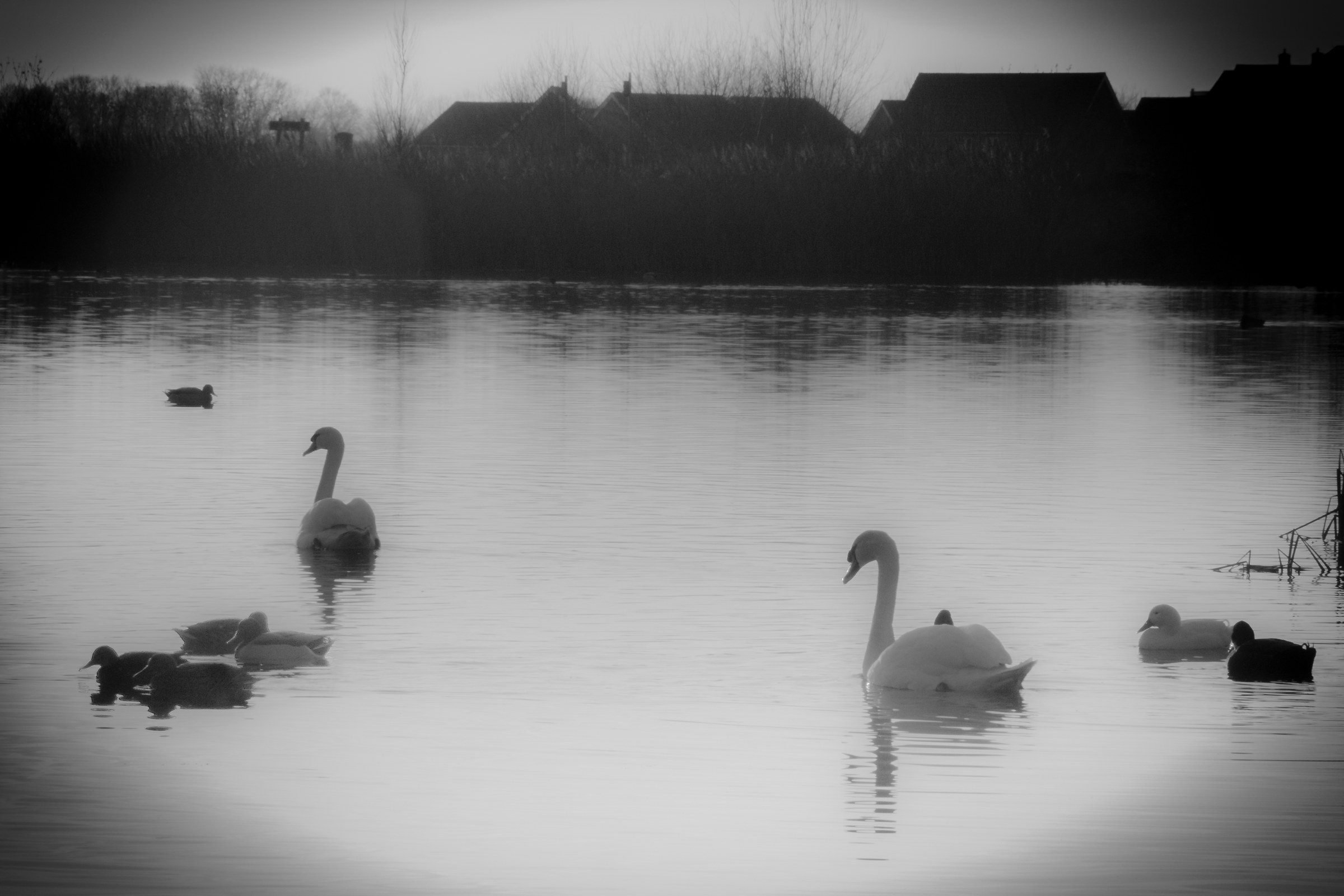 This evocative black and white photograph captures the tranquil beauty of swans reflections on a calm lake, evoking a serene and timeless essence of nature. The composition, with its gentle curves and soft gradients, invites the viewer to lose themselves in the peaceful ambiance. The stark contrast between the white swans and the dark water enhances the dramatic effect, making it a perfect focal point for any modern home or office. Display this piece in living room to create a calming atmosphere or in executive office to inspire a spirit of tranquility and focus.