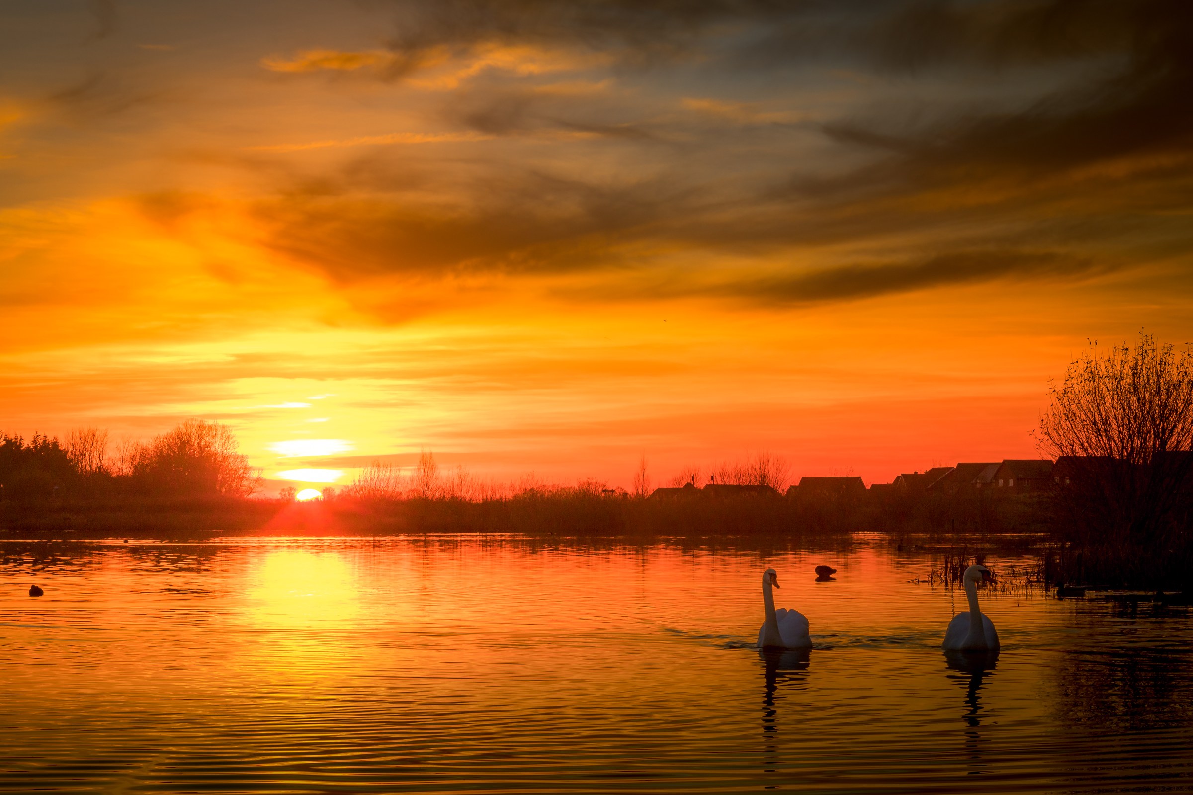 Capture the tranquil beauty of a sunset with this stunning photograph of swans gliding across a water. The warm hues of the sky, reflected in the calm lake, create a perfect backdrop for this serene scene. The composition, with the swans in the foreground and the vibrant sunset in focal point, evokes a feeling of peace and tranquility. This image is ideal for a living room as a focal piece, or for an executive office to inspire calm and focus. Its aesthetic appeal lies in its ability to transport viewers to a moment of natural beauty, making it a perfect addition to any modern gallery wall.
