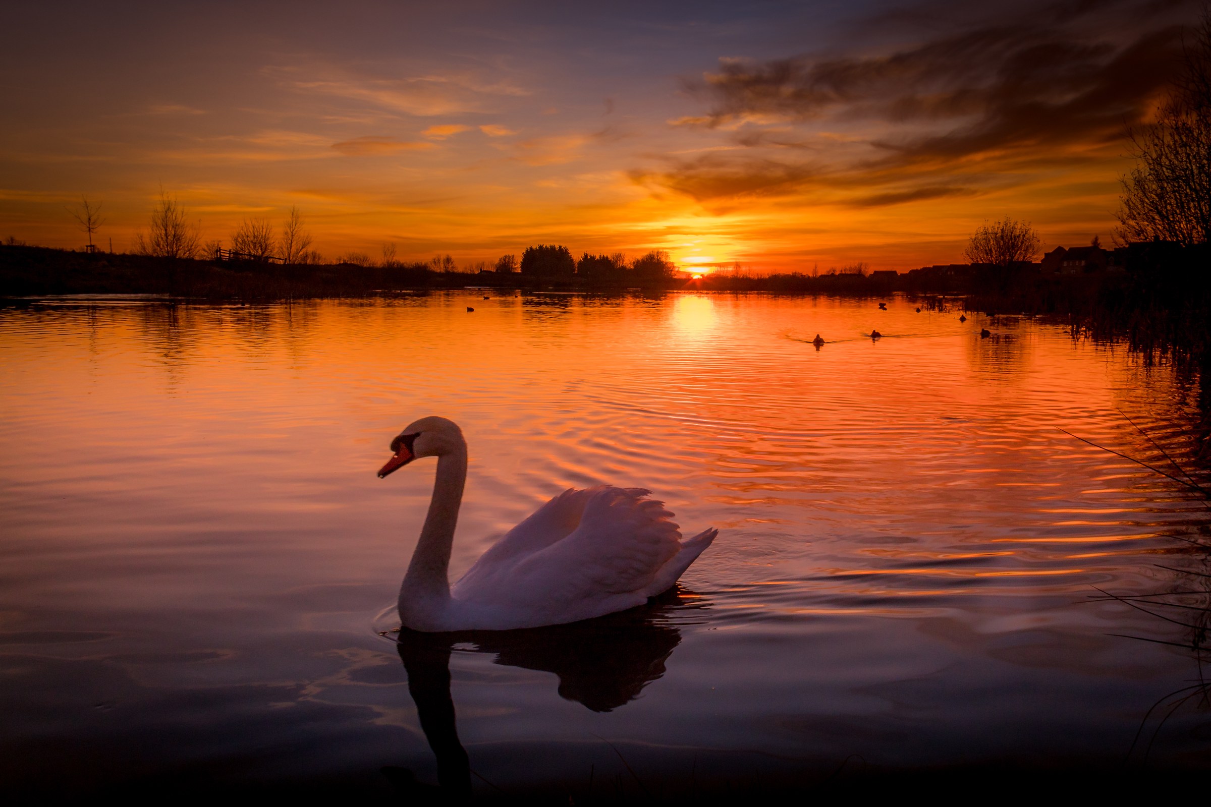 This breathtaking photograph captures the tranquil essence of a sunset over a a serene lake, with a graceful swan as the focal point. The warm hues of the sky, reflected in calm water, create a perfect balance of light and shadow, evoking a feeling of peace and tranquility. The composition, with the swan positioned slightly off-center, adds a dynamic element to the scene, drawing the viewer's eye across the canvas. This image's aesthetic appeal lies in its ability to transport the viewer to a moment of natural beauty, making it an ideal choice for wall decor in spaces that seek to inspire calm and reflect a beauty of nature. Perfect for a living room as a focal piece, or as a executive office to inspire creativity and calm, this photograph is a perfect blend of art and nature.