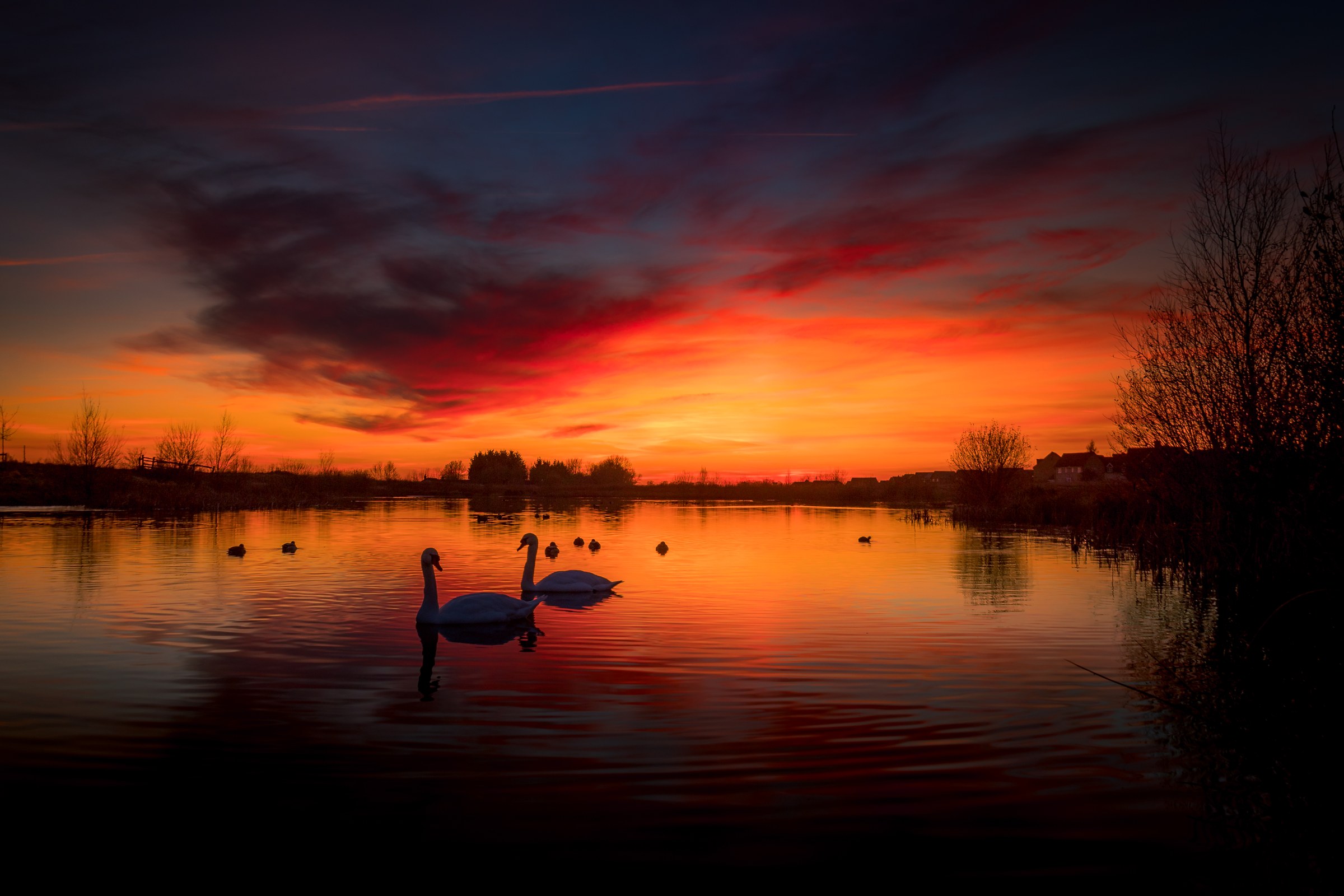 This breathtaking photograph captures the tranquil beauty of a sunset, with silhouetted swans pairs gracefully floating on a water's surface. The vibrant hues of orange, red, and purple in the sky create a perfect backdrop, reflecting beautifully on the calm lake. The composition is balanced, with the swans silhouettes leading the eye towards the horizon, evoking a feeling of peace and serenity. This image's aesthetic appeal lies in its ability to evoke emotions and inspire awe, making it a perfect focal piece for a living room or a executive office, where it can serve as a calming and inspiring centerpiece.