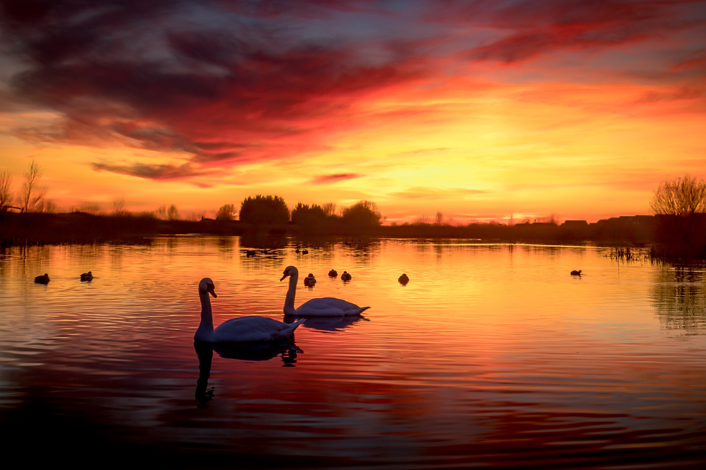 This breathtaking photograph captures the tranquil beauty of a sunset, with silhouetted swans pairs gracefully floating on a water's surface. The vibrant hues of orange, red, and purple in the sky create a perfect backdrop, reflecting beautifully on the calm lake. The composition is balanced, with the swans figures positioned centrally, drawing the viewer's eye across the serene landscape. This image evokes a feeling of peace and tranquility, making it an ideal choice for wall decor in living room or executive office, where it can serve as a focal point, inspiring calm and reflection.