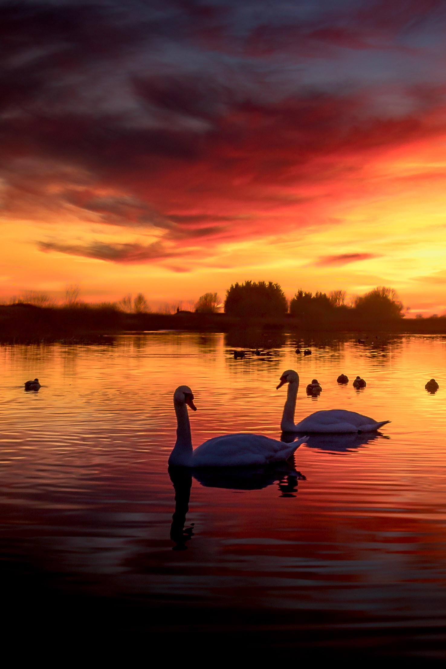 This breathtaking photograph captures the tranquil beauty of a sunset, with its vibrant hues of orange and red reflecting off the calm waters. Two elegant swans silhouettes glide gracefully across the surface, their reflections mirroring the sky's fiery colors. The composition is balanced, with the swans positioned centrally, drawing the viewer's eye across the frame. The overall aesthetic is both perfect blend of natural serenity and artistic composition, making it an ideal piece for any living room as a focal point or for an executive office to inspire calm and creativity.