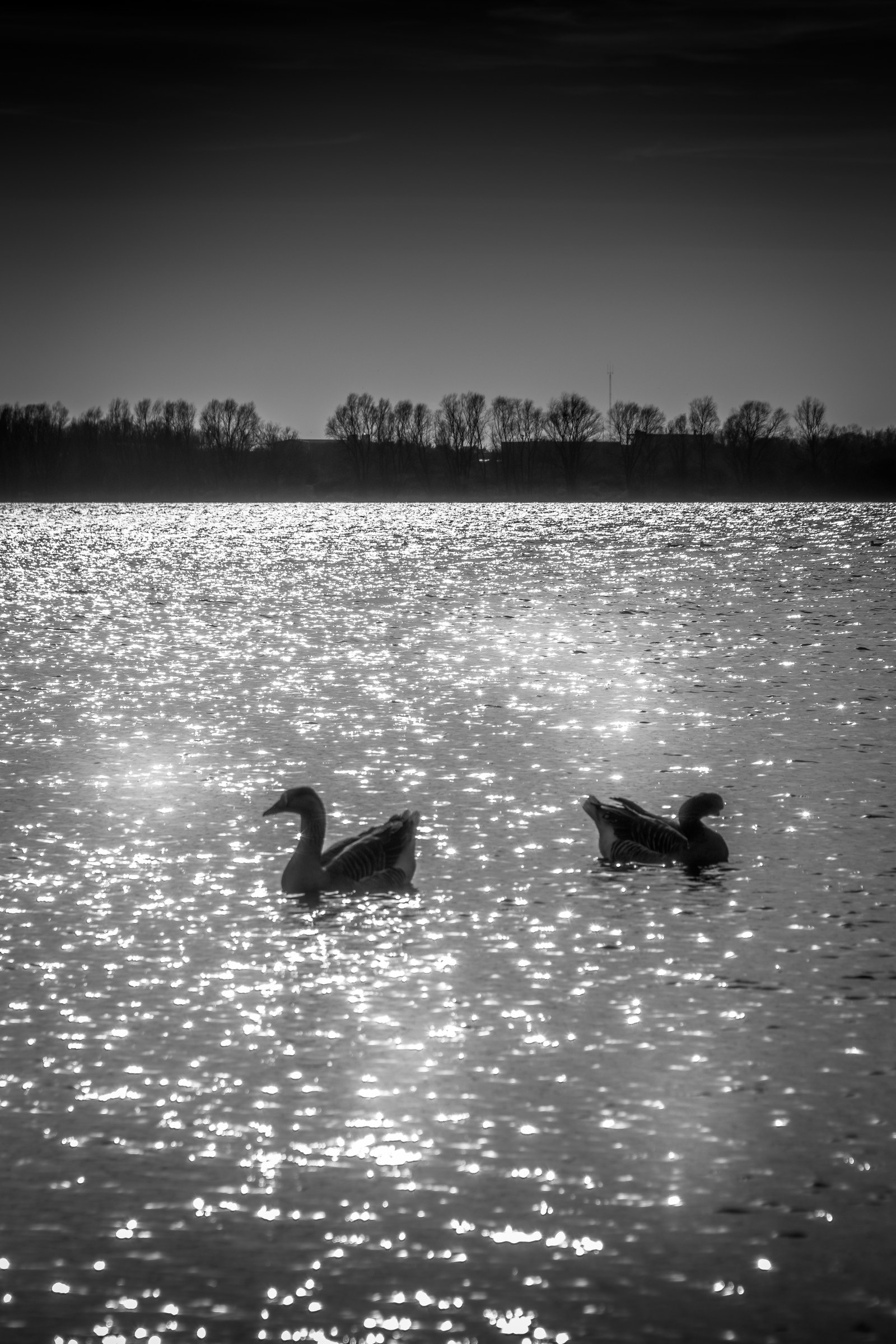 This evocative black and white photograph captures a tranquil moment of two ducks gliding across a shimmering surface of a lake, their silhouettes standing out against the sparkling water. The composition is balanced, with the ducks positioned centrally, drawing the viewer's eye across the reflective surface. The interplay of light and shadow, combined with the subtle gradient of the sky, creates a perfect mood of serenity and contemplation. This image is ideal for a living room as a focal piece, or for the executive office as a perfect backdrop to inspire calm and focus.