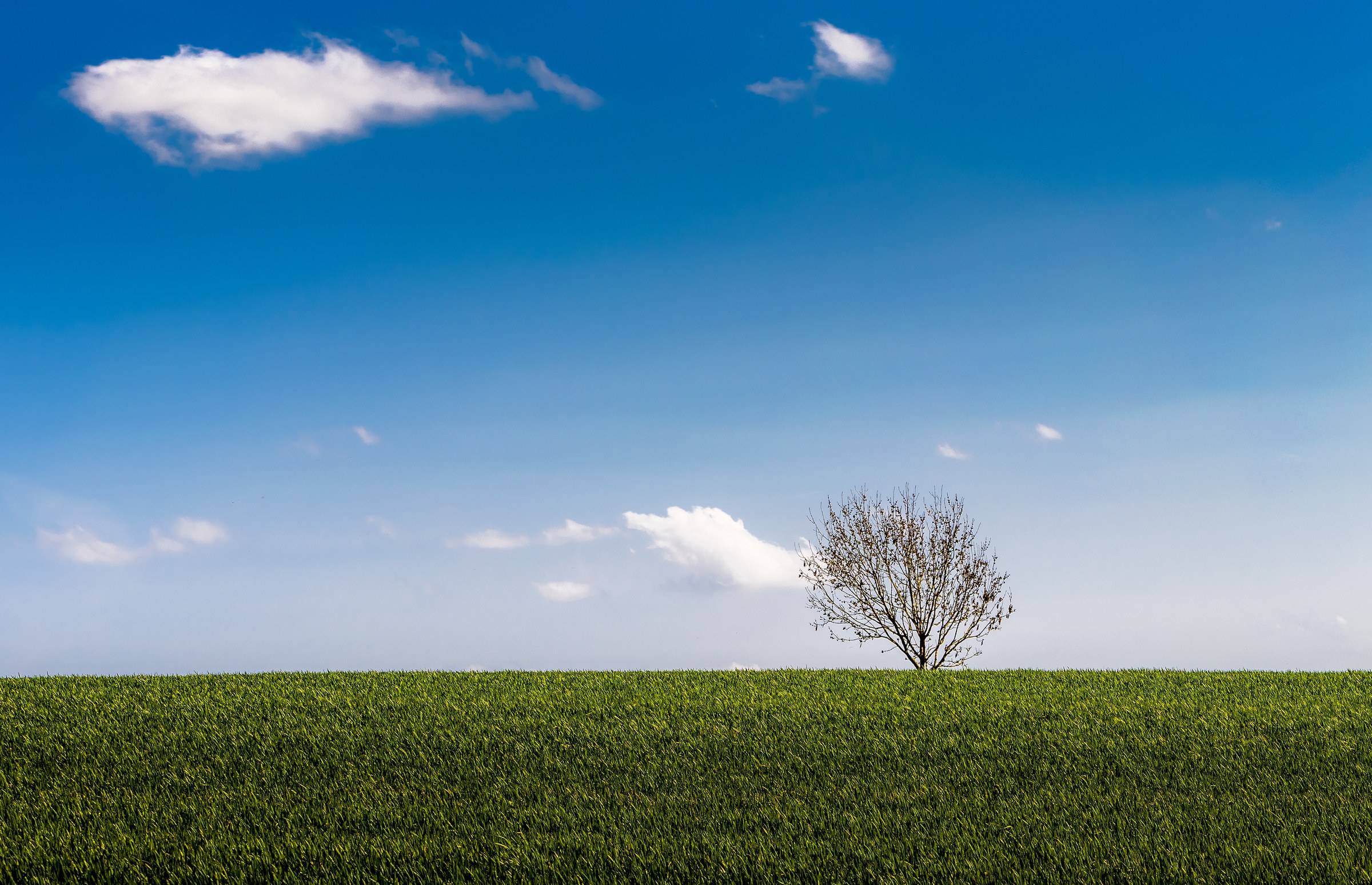 A solitary tree in a a field of green grass under a blue sky with scattered clouds.