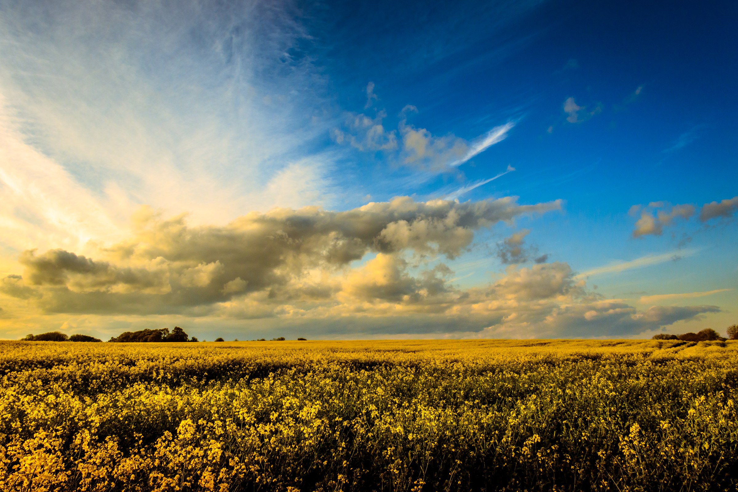 A field of yellow flowers under a evening sky with dramatic clouds and warm sunlight.