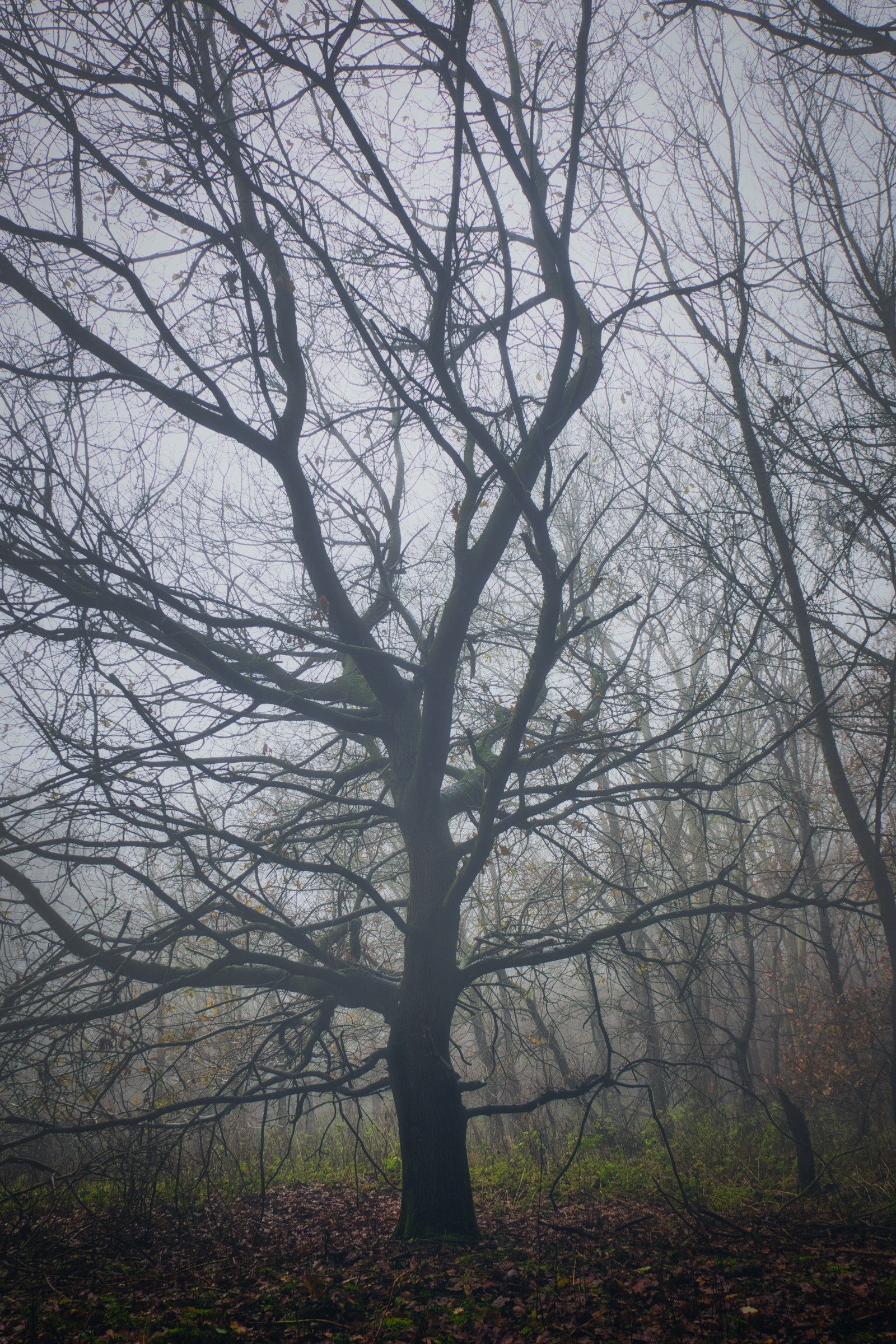 A misty forest scene with a prominent tree in the foreground, its branches reaching out into the foggy atmosphere.