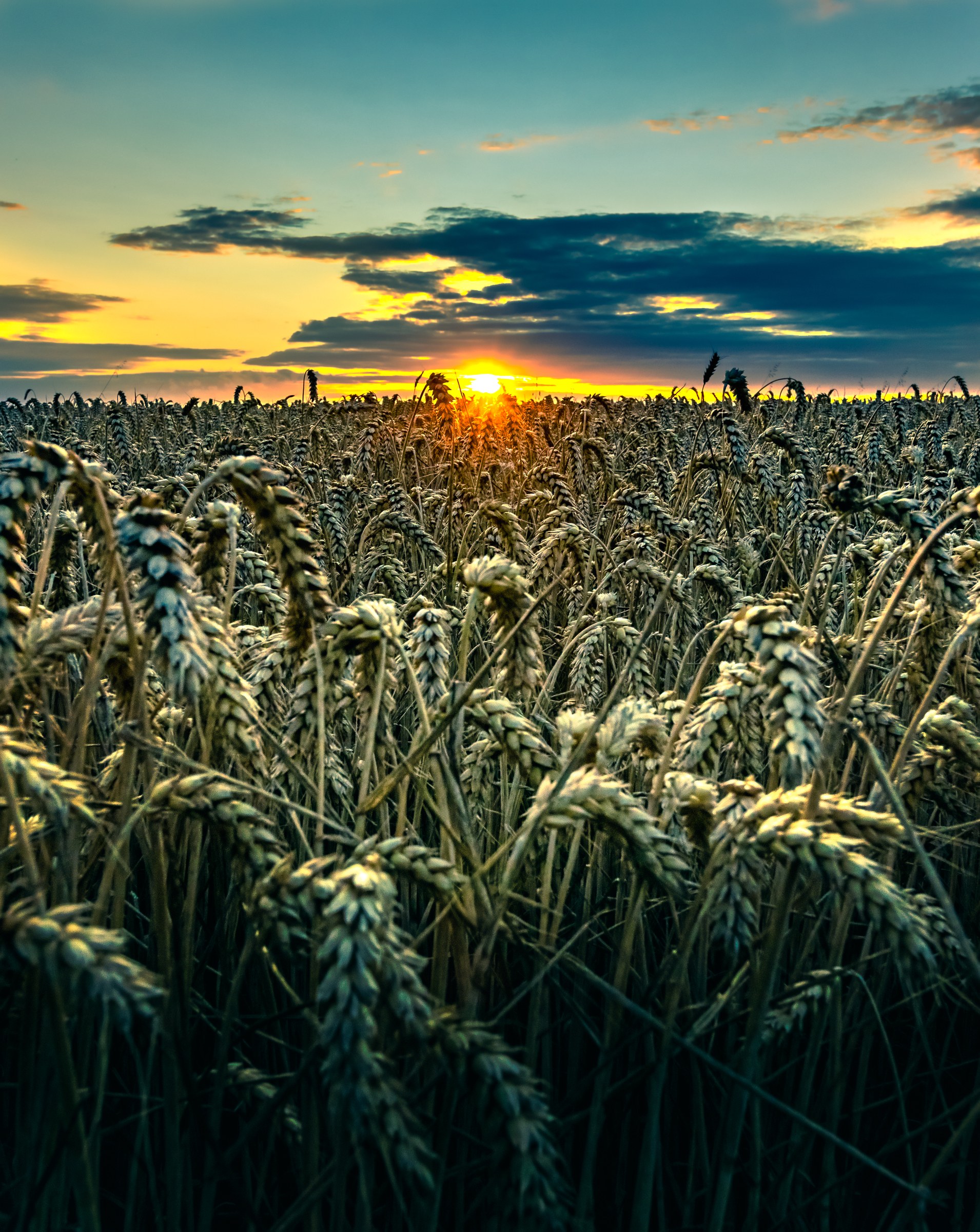 A wheat field bathed in the golden light of a setting sun, creating a serene and picturesque scene.