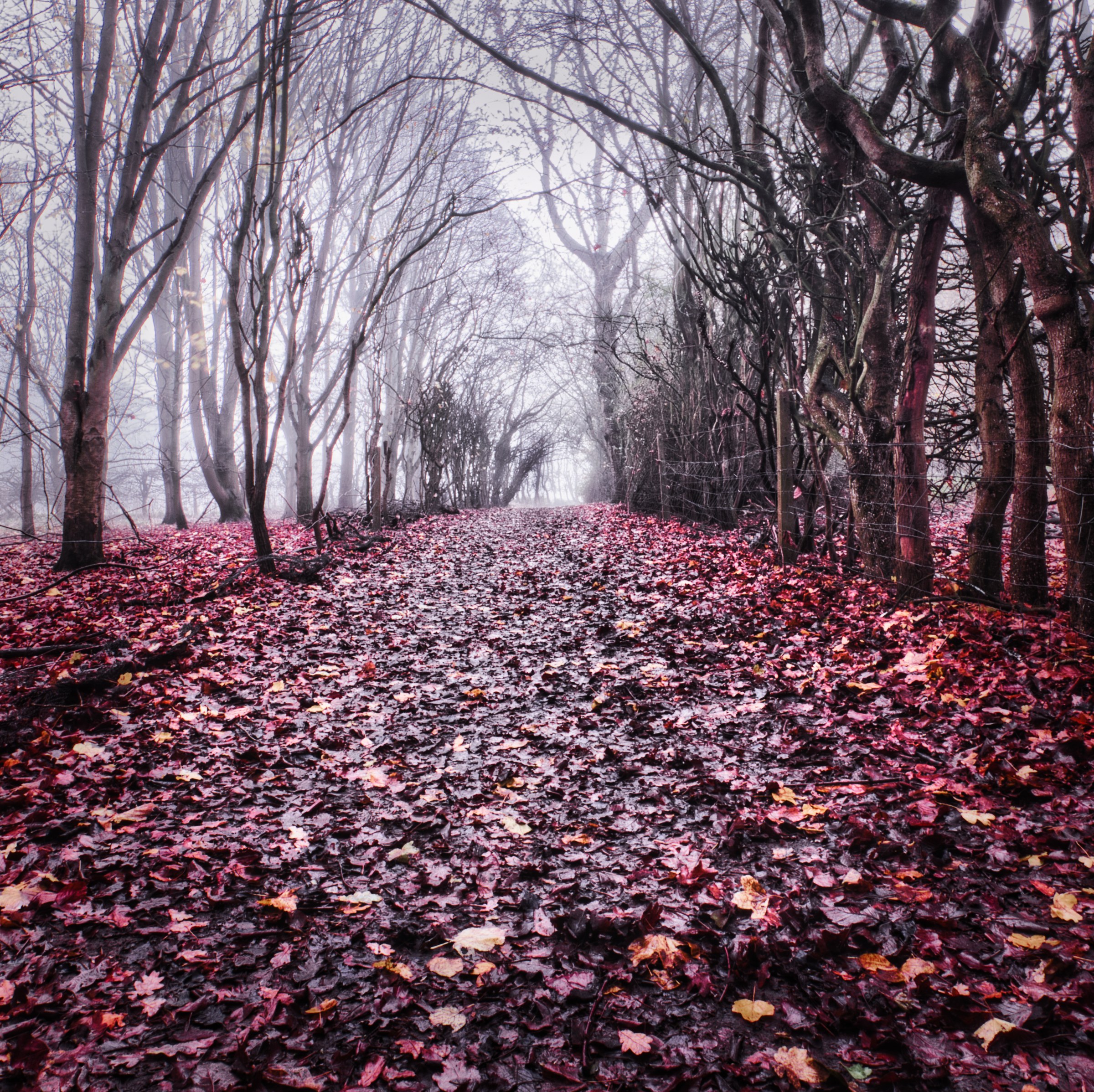 A path lined with bare trees and fallen autumn leaves, bathed in soft, diffused light.