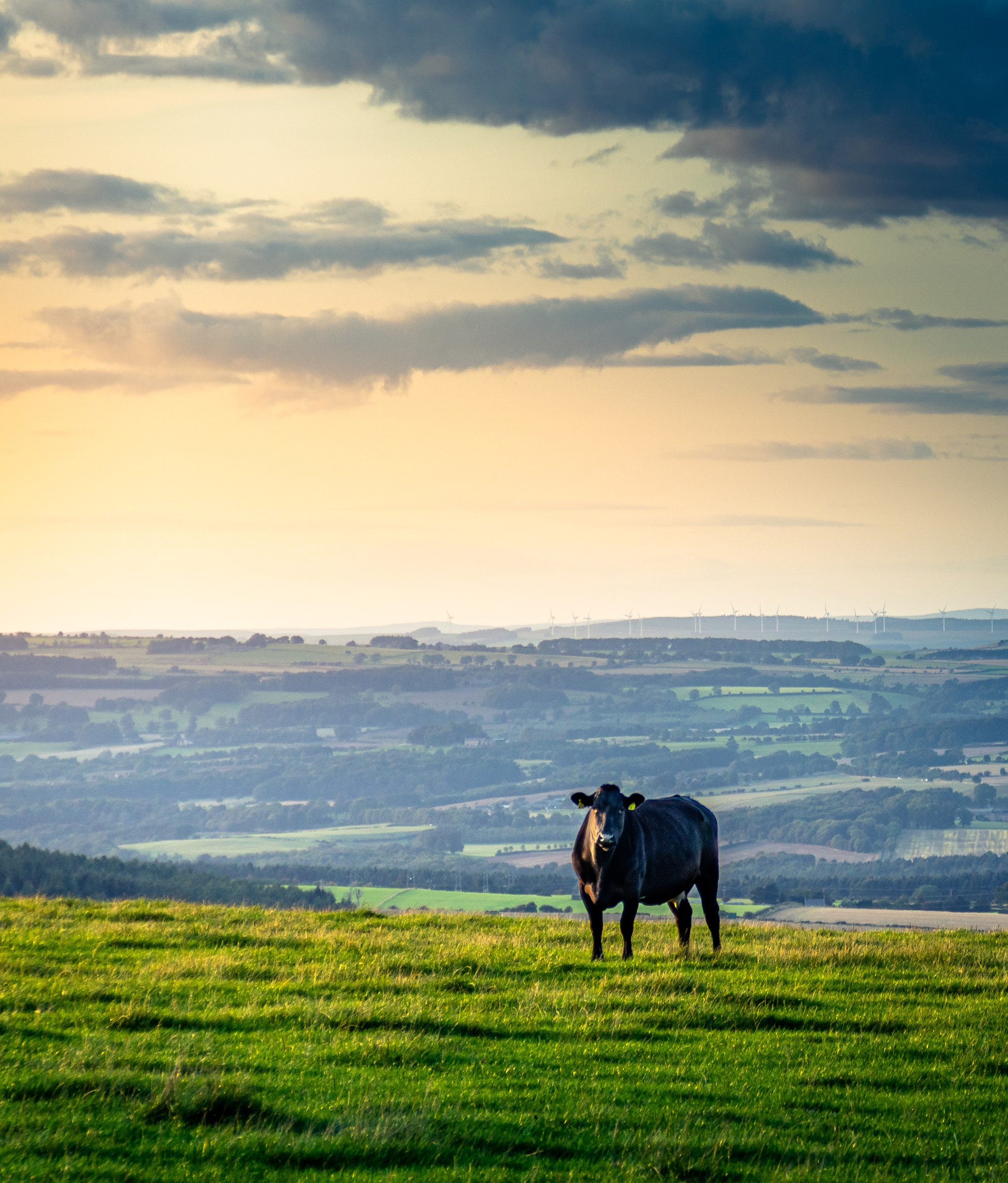 This photograph captures a tranquil beauty of a cow standing alone on a lush green hilltop, bathed in the warm, golden hues of a setting sun. The dramatic sky, filled with soft clouds, adds depth and drama to the scene, while the expansive landscape in background evokes a feeling of peace and vastness. The composition is balanced, with the cow as the focal point, drawing the viewer's eye across the rolling hills and distant wind turbines. This aesthetic appeal lies in its natural simplicity and the serene mood it evokes, making it perfect for a living room as a centerpiece of a decor, or for the executive office to inspire calm and focus.