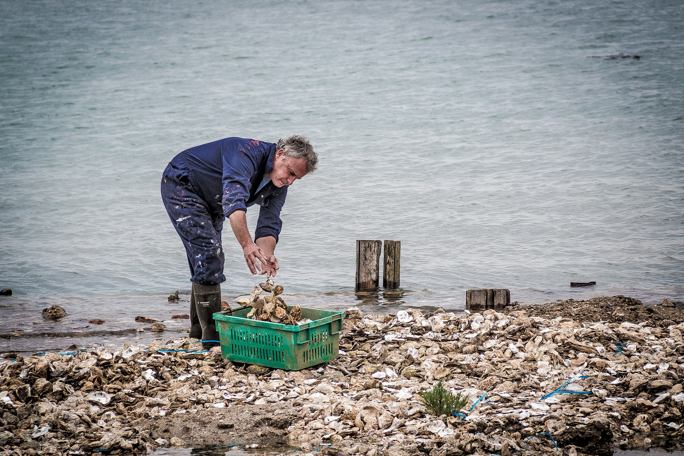 This photograph captures a tranquil essence of coastal life, where a gentle rhythm of the sea meets the quiet labor of harvesting oysters. The soft, natural light bathes the scene in, highlighting the textures of the rocky shore and the vibrant green crate filled with freshly gathered oysters. The composition, with the figure bending over the crate, creates a perfect balance between human activity and the serene environment. This image evokes a feeling of peace and connection with nature, making it an ideal piece for a living room focal point or a executive office, where it can inspire a spirit of harmony and productivity.