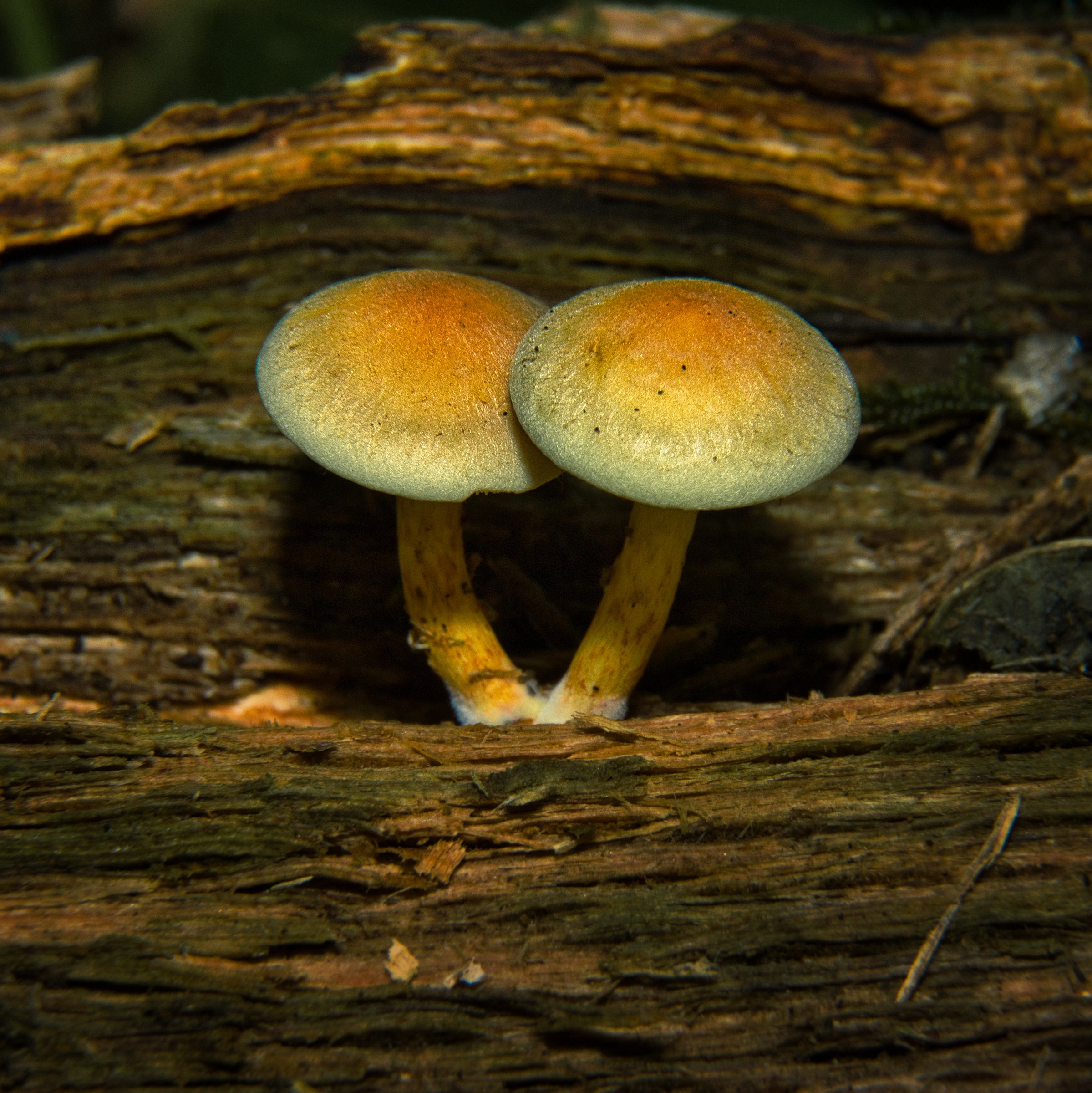 This captivating fine-art print captures the serene beauty of two mushrooms nestled against a decaying log, bathed in soft, natural light. The warm, earthy tones and the delicate interplay of light and shadow evoke a quiet majesty of a forest floor. The composition, with its balanced symmetry and rich textures, invites viewers to lose themselves in the tranquil ambiance of nature. Perfect for enhancing any space with a calming presence of the wild, this print is ideal for living room focal pieces, executive offices, or modern gallery walls where it can serve as a thought-provoking conversation starter.