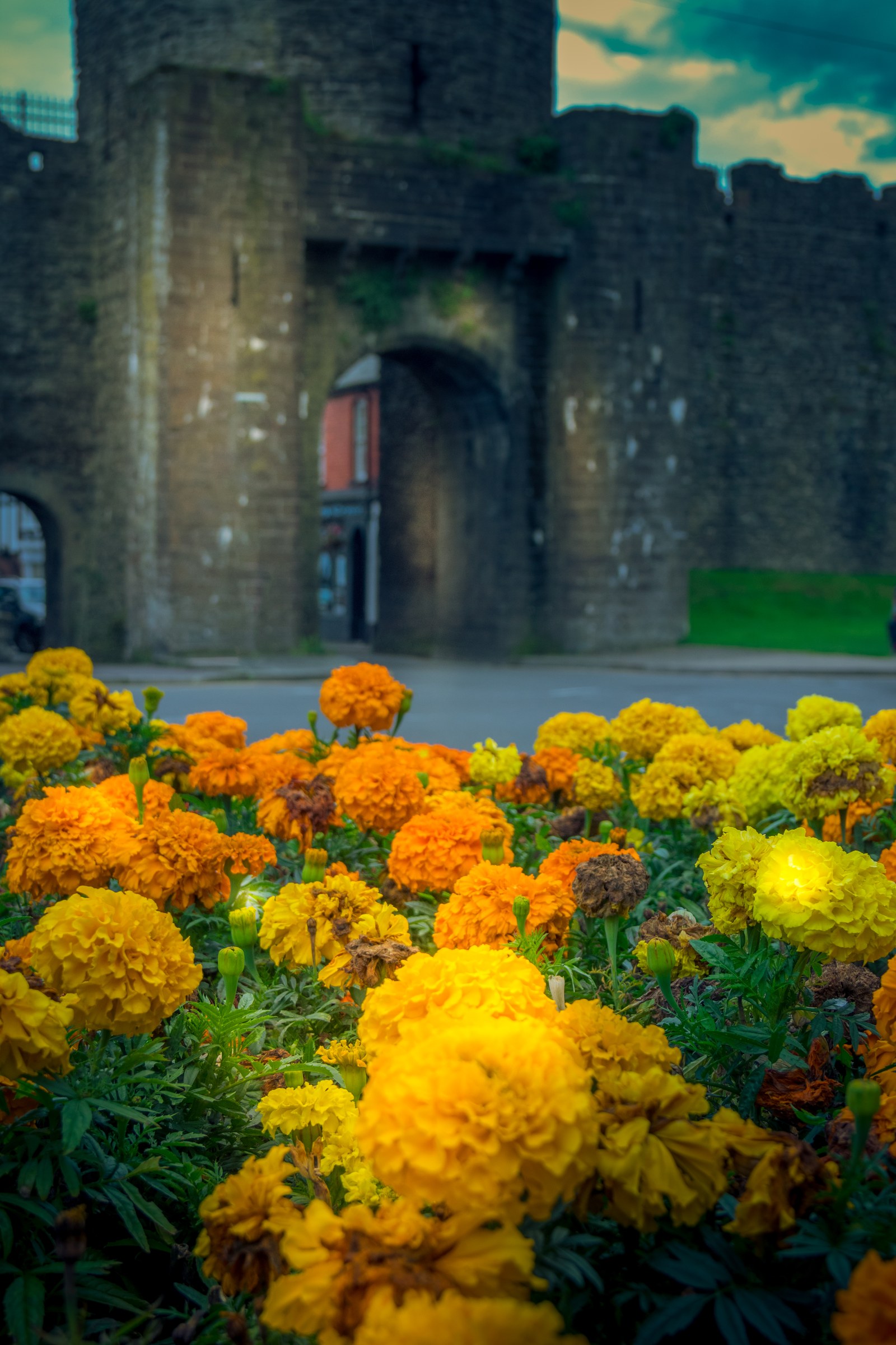 This captivating photograph captures the essence of a past with its rich, warm hues and the timeless beauty of a medieval castle gate. The vibrant marigolds in the foreground add a perfect pop of color, creating a perfect balance between nature and history. The soft, diffused lighting enhances the textures and details, making it a ideal piece for any executive office or modern gallery wall. Hang it in your living room to bring a touch of the outdoors in, making your space feel alive and full of character.