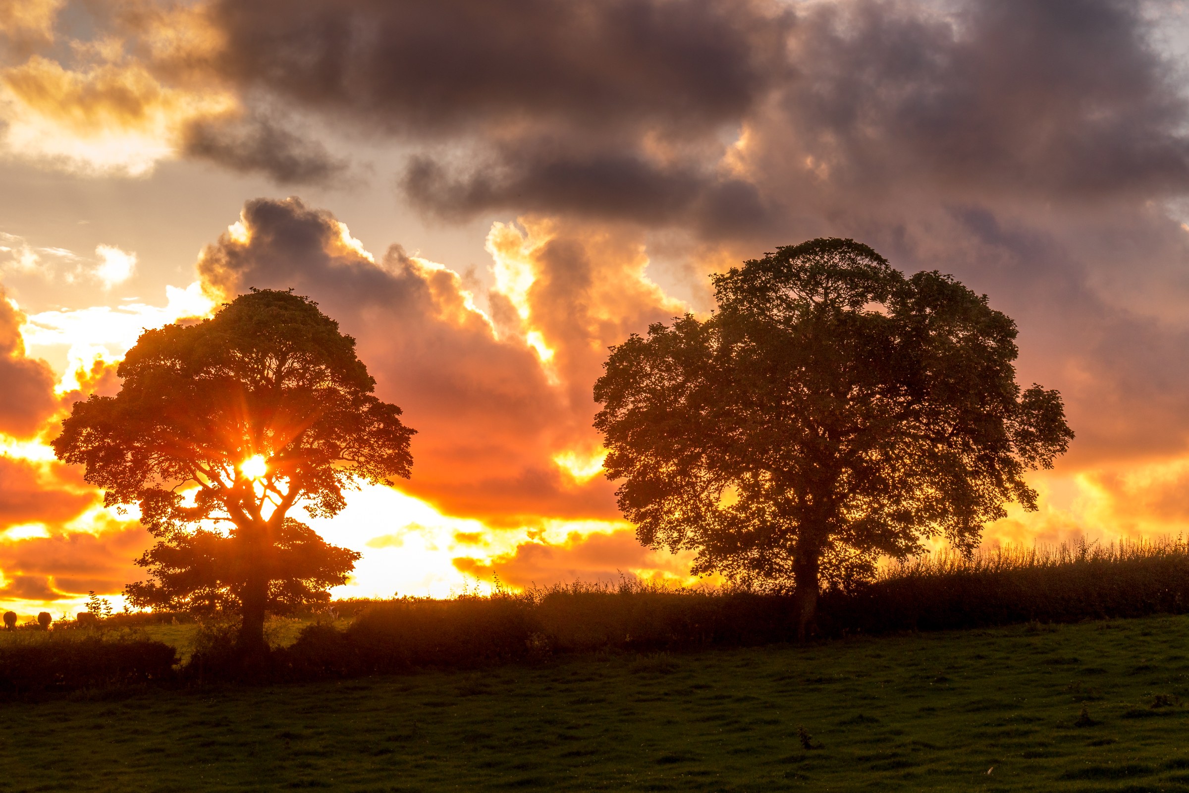 This breathtaking fine art print captures the serene beauty of a sunset, with two majestic trees silhouetted against a vibrant sky. The warm hues of orange and yellow blend seamlessly with the deep blues and purples of the evening sky, creating a perfect balance of light and shadow. The composition, with the trees framing the horizon, draws the viewer's eye into the scene, evoking a feeling of peace and tranquility. This print is ideal for a living room as a focal piece, or for the executive office as a perfect backdrop to inspire calm and focus. The rich, warm tones of the sunset make it a perfect addition to any modern gallery wall, adding a touch of natural beauty and warmth to any space.