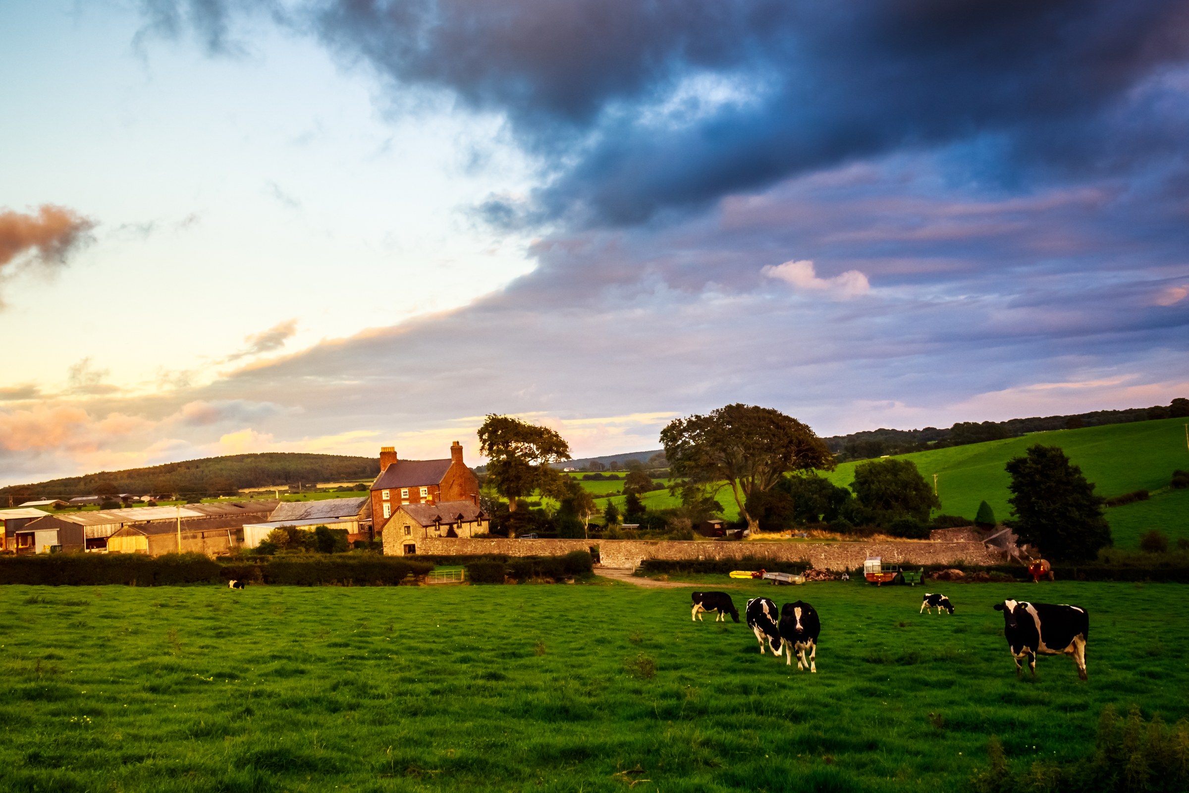 This photograph captures a serene beauty of a pastoral sunset, with a tranquil farmhouse nestled amidst lush green fields. The warm golden hues of the setting sun bathe the scene in, creating a perfect balance of light and shadow. The composition is balanced with the farmhouse as the focal point, surrounded by grazing cows and rolling hills, evoking a peacefulness of rural life. The rich greens and deep blues of the sky add depth and contrast, making this image a perfect piece for a living room or a executive office, where it can serve as a calming focal point.