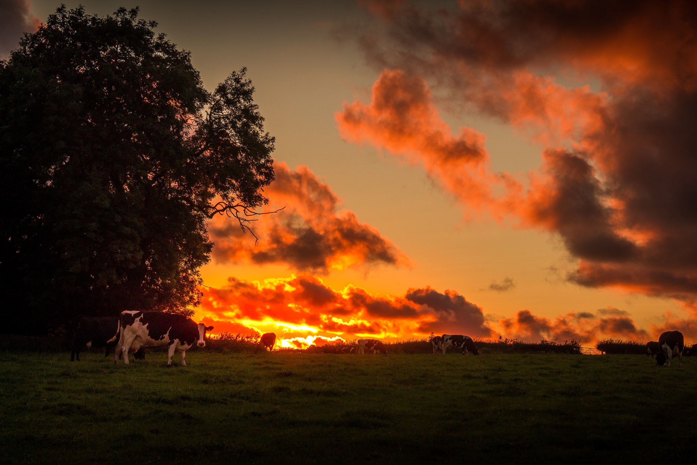 This breathtaking photograph captures the tranquil beauty of a pastoral sunset, where the sky is ablaze with fiery hues of orange and red, casting a warm glow over the lush green fields and grazing cows. The composition is masterfully, with the cows silhouetted against the vibrant backdrop, creating a perfect balance of nature's grandeur and peacefulness. The rich, saturated colors and dynamic lighting make this image a perfect piece for any modern gallery wall or a focal point of a living room, evoking a serene and timeless beauty of rural life.