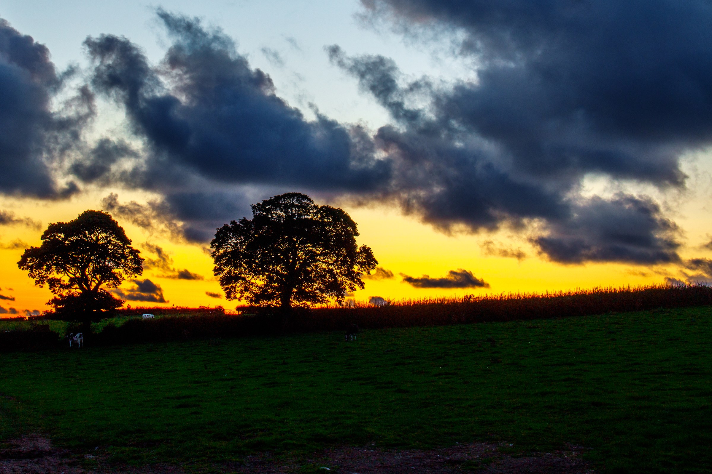 This breathtaking photograph captures the tranquil beauty of a sunset, where the sky is painted with hues of orange, yellow, and deep blue, creating a perfect canvas for the silhouettes of two majestic trees. The composition is balanced, with the trees framing the horizon and the expansive field leading the viewer's eye into the distance. The dramatic clouds add depth and texture, enhancing the overall mood of serenity and awe. This aesthetic appeal lies in its ability to evoke a feeling of peace and connection with nature, making it a perfect focal piece for any living room or executive office, where it can inspire and uplift the spirit.
